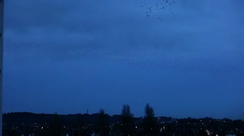 Starlings 0102 16 Stock Footage 22224079