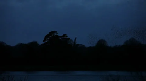 Starlings- 1 Stock Footage 33477119