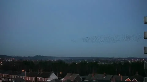 Starlings 9891 Stock Footage 10700508