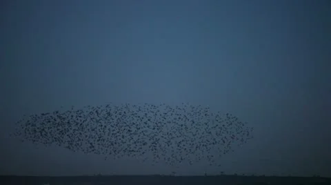 Starlings 9893 1 Stock Footage 10700470