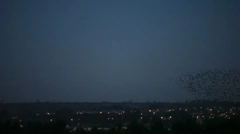 Starlings 9893 2 Stock Footage 10700544