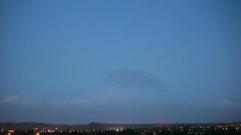 Starlings 9994 3 Stock Footage 10586181