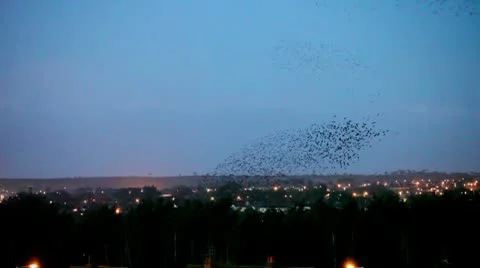 Starlings 9996 1 Stock Footage 10586106