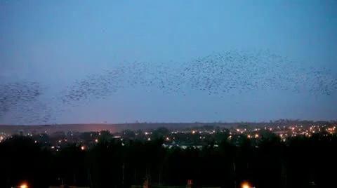 Starlings 9996 2 Stock Footage 10586166