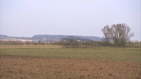 Starlings and lapwing on a meadow Stock Footage 257560255