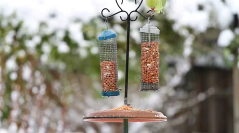 Starlings and Parrots Stock Footage 1046759