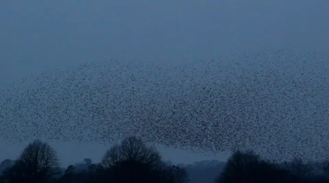 Starlings and tree tops 02 Stock Footage 33842003