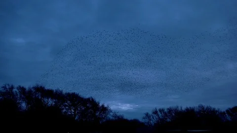 Starlings and trees 2 Stock Footage 92111849