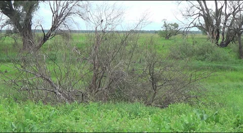 Starlings on the bush Stock Footage 39629962