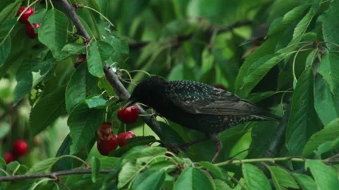Starlings with Chicks in a Cherry Tree Full of Ripe Fruit Stock Footage 310233015