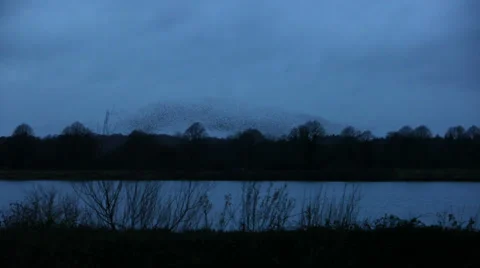 Starlings-cool shape 03 Stock Footage 33477322