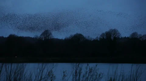Starlings-cool shape 04 Stock Footage 33477220