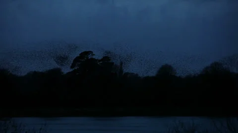 Starlings-cool shape 05 Stock Footage 33486898
