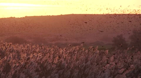 Starlings dance at dusk at the riverbed Stock Footage 57628212