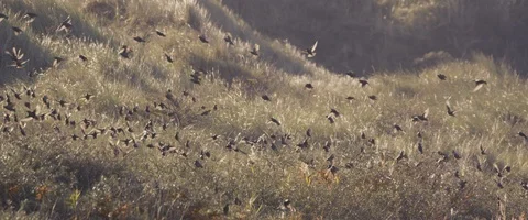 Starlings in denmark Stock Footage 97457550