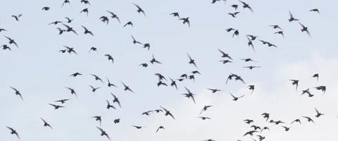 Starlings in denmark Video stock 97559945