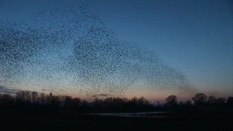 Starlings in evening sky large flock making shapes 4K Vidéo 94116465