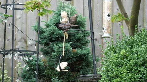 Starlings on feeder Stock Footage 157713875