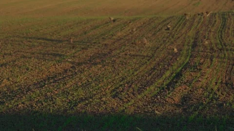 Starlings in the field Stock Footage 321944966