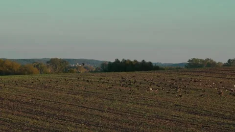Starlings in the field Stock Footage 321945489