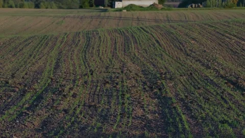 Starlings in the field Stock Footage 321945668
