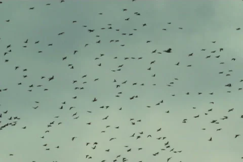 Starlings, flight Stock-Footage 983464