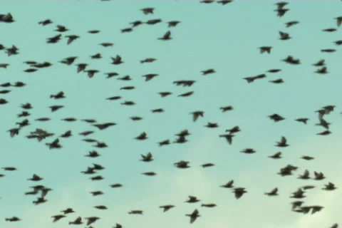 Starlings, flight Vídeo Stock 983483