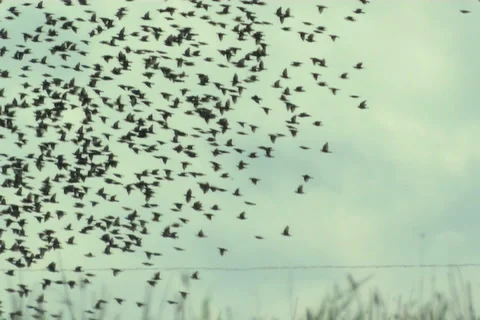 Starlings, flight Stock-Footage 983494
