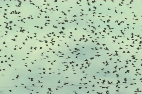 Starlings, flight Stock-Footage 983511