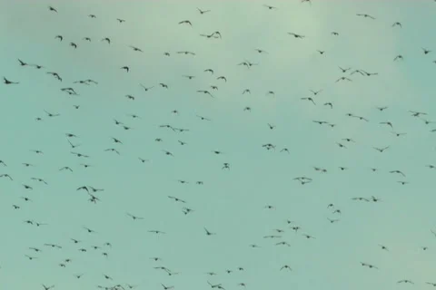 Starlings, flight Stock Footage 983522
