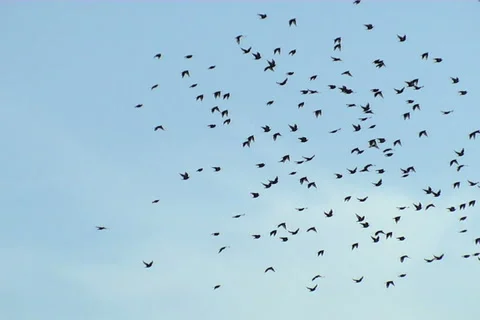 Starlings, flight Stockbeeldmateriaal 983594