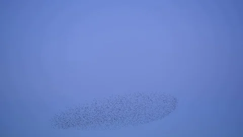 Starlings flock murmuration at sunset Vídeos de archivo 71591442