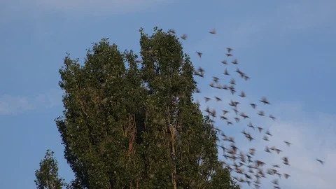 Starlings fly out of tree in large flock UK 4K Vidéo 113282658