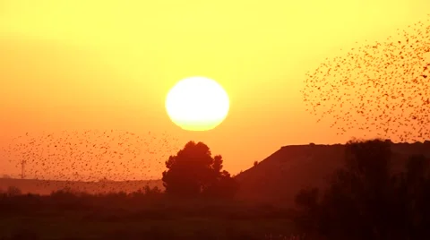 Starlings fly over the riverbed Stock Footage 57628530