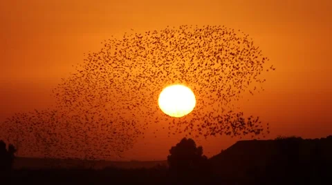 Starlings fly over the setting sun Stock Footage 57628828