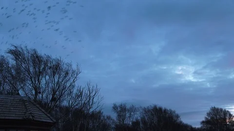 Starlings fly round in a circle Stock Footage 92483984