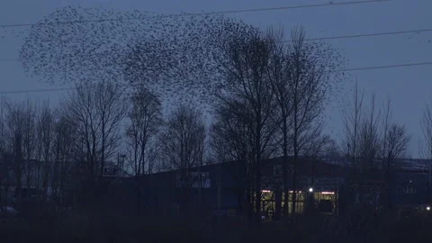 Starlings flying tree large flock of birds flying England UK 4K Video stock 148287315