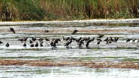 Starlings Stock Footage 20495662