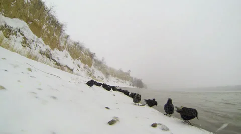 Starlings Stock Footage 34616457