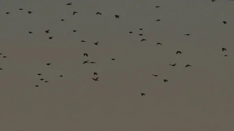 Starlings Stock Footage 75420920