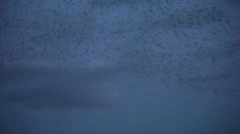 Starlings handheld 9987 2 Stock Footage 10586172