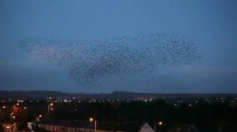 Starlings handheld 9991 2 Stock Footage 10586145