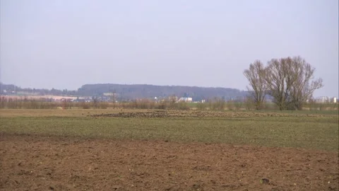 Starlings on a meadow in spring Stock Footage 257560273