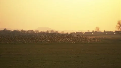 Starlings on a meadow in spring Stock Footage 257560381