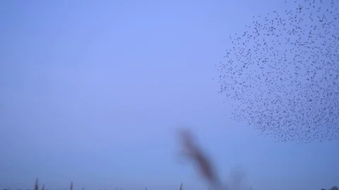 Starlings murmuration Vídeos de archivo 71590494