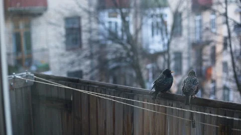 Starlings a pair of two birds sit on the balcony in early spring Stock Footage 128350419