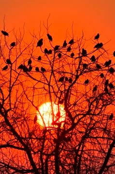 Starlings Stock Photos