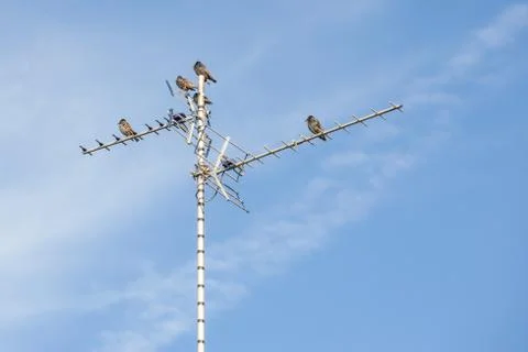 Starlings Stock Photos