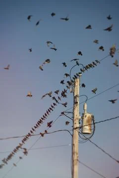 Starlings Stock Photos