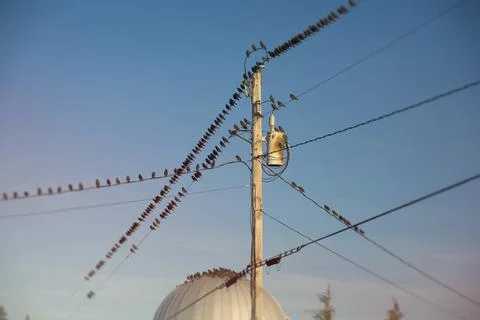 Starlings Stock Photos